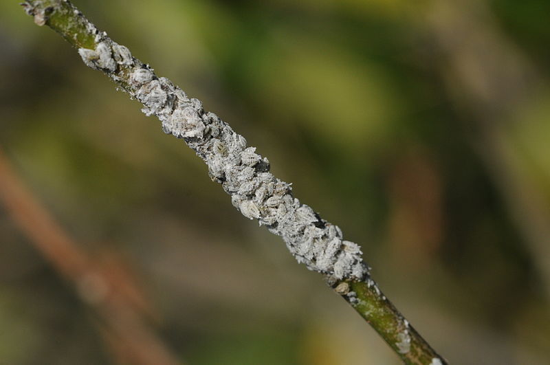Mealybug